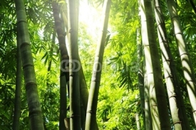 Obrazy i plakaty Bamboo forest