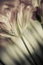 Fine art of close-up Tulips, blurred and sharp