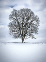 Naklejki winter tree