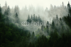 Fototapety Misty landscape with fir forest in hipster vintage retro style