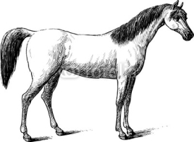 Fototapety thoroughbred horse
