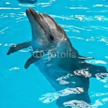 Obrazy i plakaty A dolphin looking up
