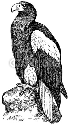 Bird Steller's Sea Eagle