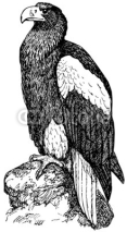 Naklejki Bird Steller's Sea Eagle