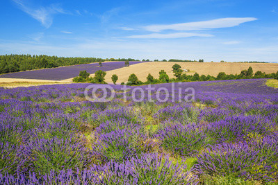 Lavender and wheat field
