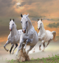 Obrazy i plakaty white horses in dust
