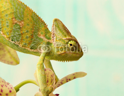 chameleon