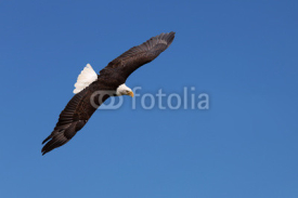 Fototapety Weißkopfseeadler