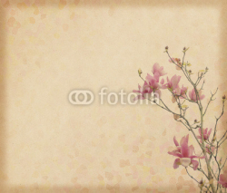 Fototapety magnolia flower with Old antique vintage paper background