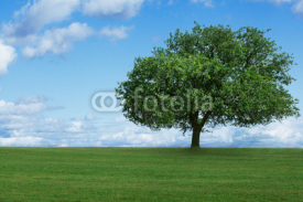 Naklejki one tree in  field