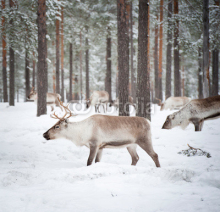 Obrazy i plakaty reindeer
