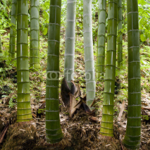 Naklejki Background in bamboo