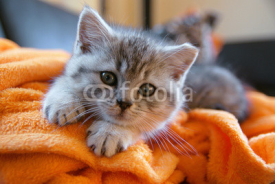 Naklejki Little grey cat lying on an orange blanket on the couch