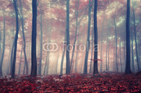 Fototapety Mystic forest