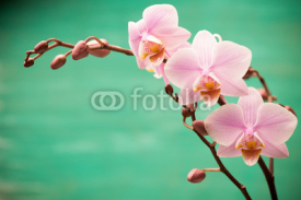 Fototapety Orchid.