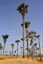 Naklejki palmiers dans la région du Sine Saloum (Sénégal)