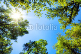 Fototapety Baumkronen umrahmen den sonnigen Himmel