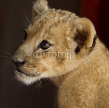Naklejki Portrait of lion cub