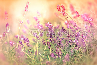 Soft focus on beautiful lavender in my garden