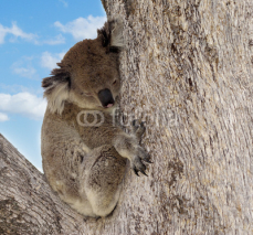 Naklejki koala in tree