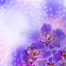 Naklejki Orchid flowers