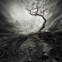 Dramatic sky over old lonely tree.