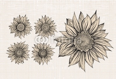 Sunflower.Drawing.Isolated objects