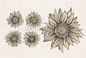 Naklejki Sunflower.Drawing.Isolated objects
