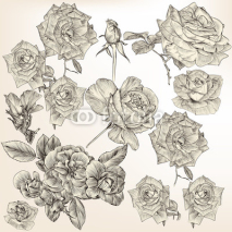 Fototapety Collection of vector detailed roses flowers