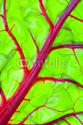 Organic Red Swiss Chard Leaf Detail
