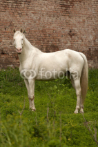 Fototapety horse