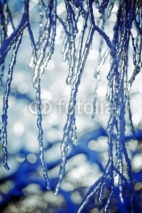 Fototapety Close-up of ice on a tree in winter