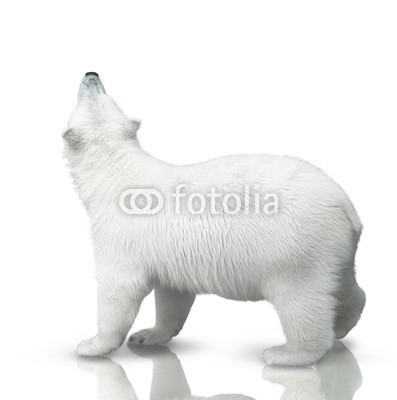 small polar bear