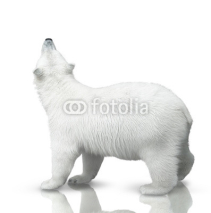 Naklejki small polar bear