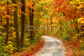 Naklejki Autumn forest