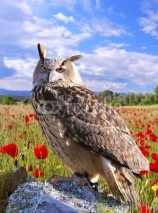 Naklejki Eagle Owl.