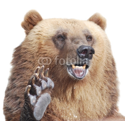 The brown bear welcomes with a paw isolated on white