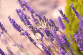 Naklejki Butterfly at Lavender Bush