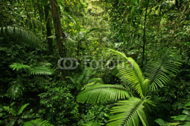 Naklejki Dense Tropical Rain Forest