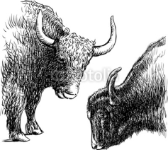 Fototapety bulls