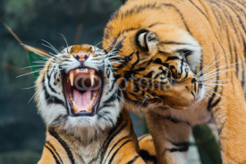 Fototapety Sumatran Tigers