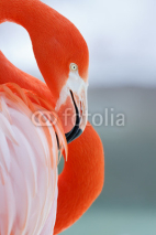 Obrazy i plakaty flamingo