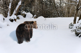 Fototapety Bear in winter