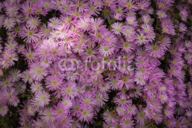 Fototapety Pale pink flowers