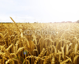 Fototapety grain field near the village