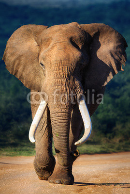 Elephant approaching