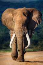 Naklejki Elephant approaching