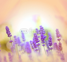 Fototapety Oh, what a lovely lavender