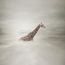 Naklejki giraffe in the sky