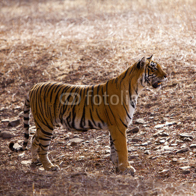 The watchful tiger, Ranthambore National Park - Rajasthan